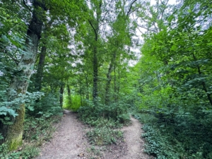 Der Waldpfad nebenan